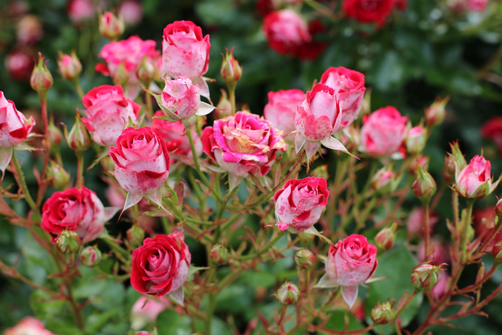Ohio Roses 23 Fun Things to Do for Date Night in Columbus, Ohio – Dale, Let's Travel!