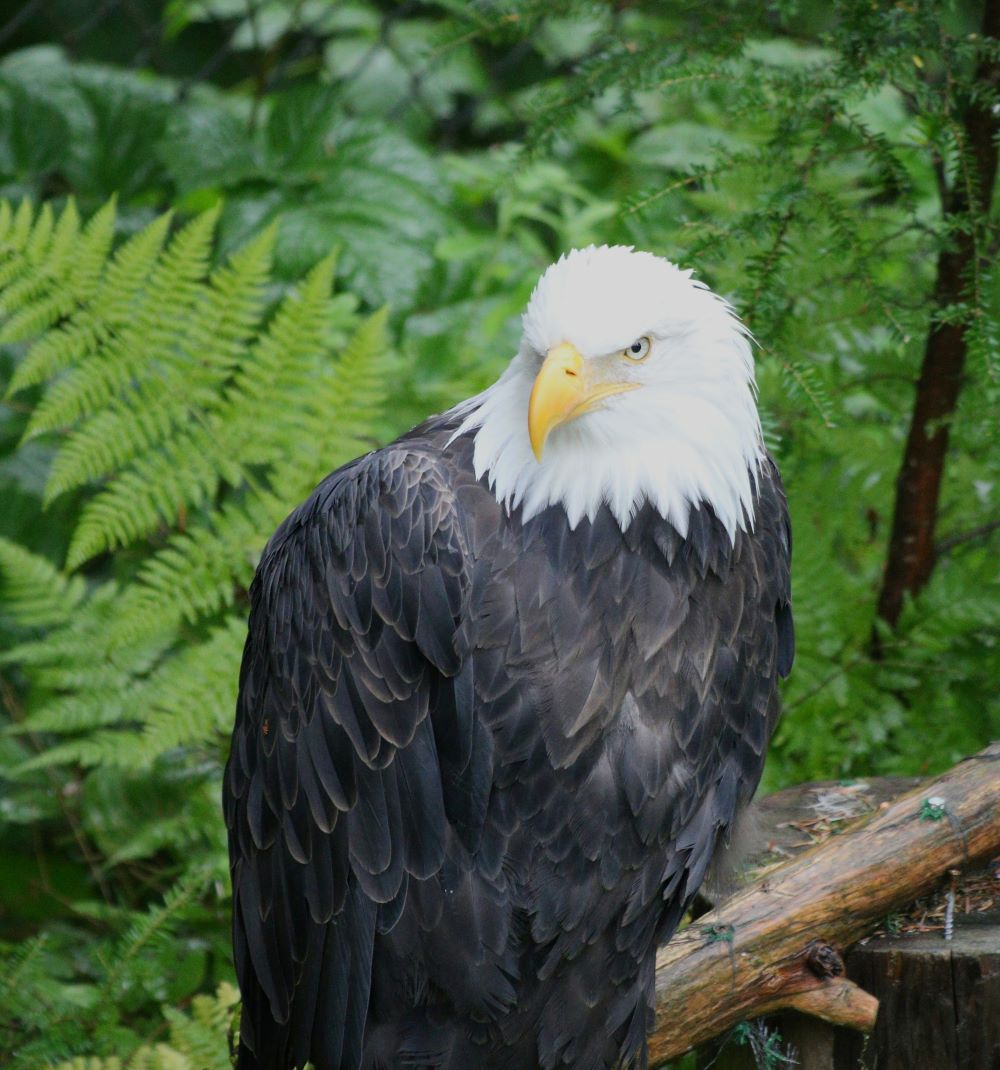 Akaska Raptor 17 Best Things To Do in Sitka, Alaska: A Travel Guide – Dale, Let's Travel!